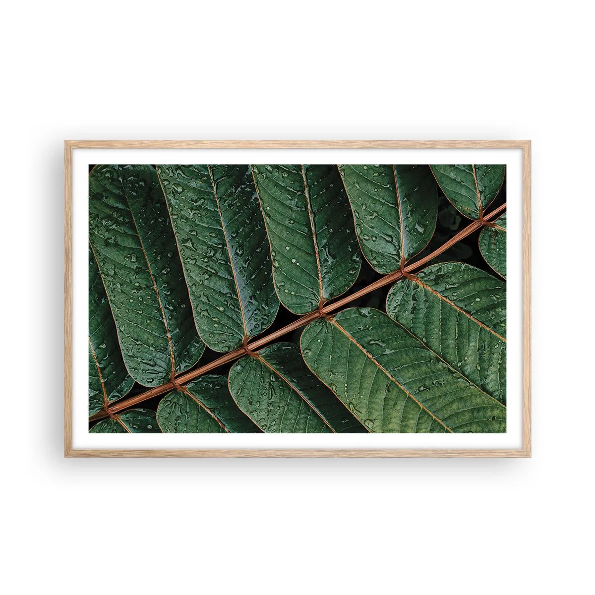 Poster in einem Rahmen aus heller Eiche - Im grünen Rhythmus - 91x61 cm