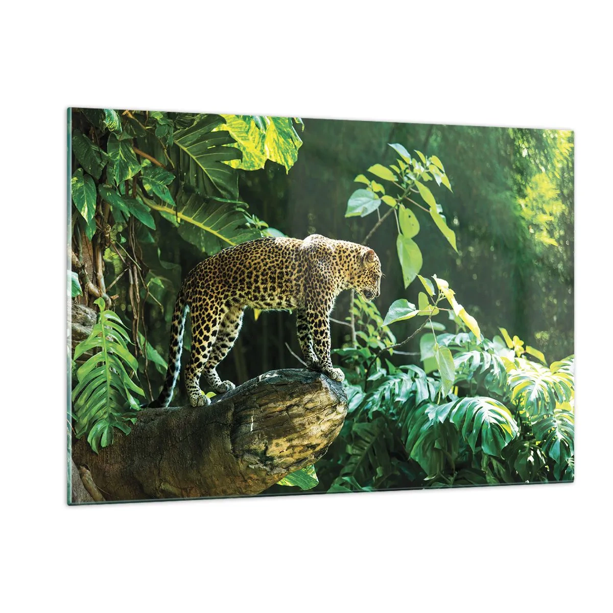 Glasbild - Bild auf glas - Leopard auf einem Felsen im tropischen Dschungel - 120x80cm - Auf die Jagd? - Moderne Wanddekoration für Wohnzimmer und Schlafzimmer ARTTOR