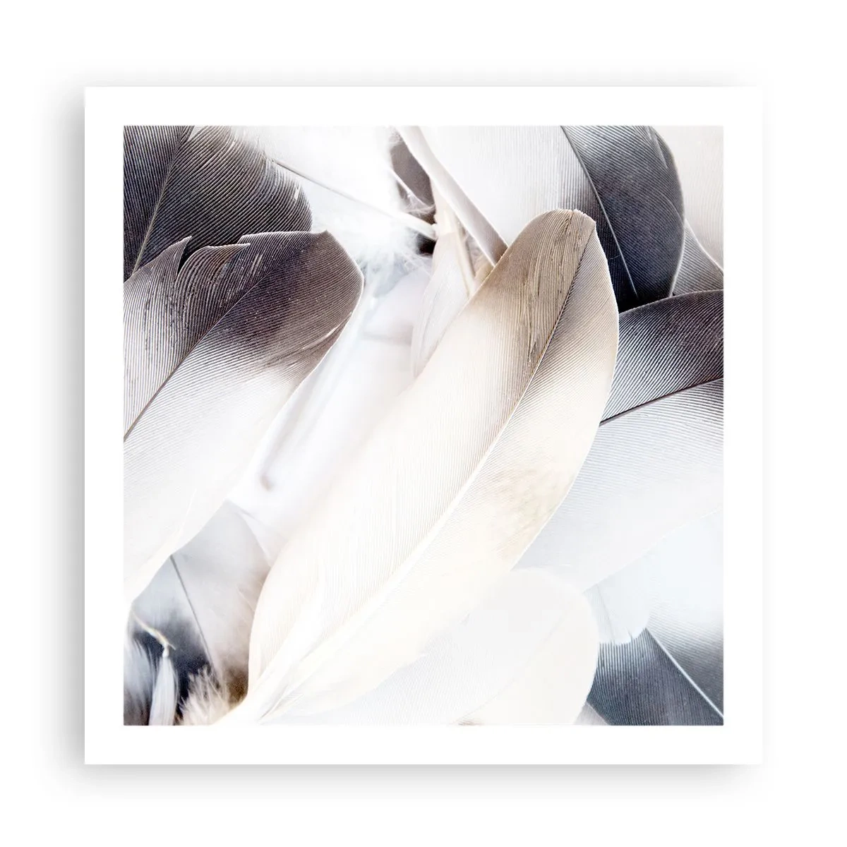 Poster - Fast engelhaft - 60x60 cm