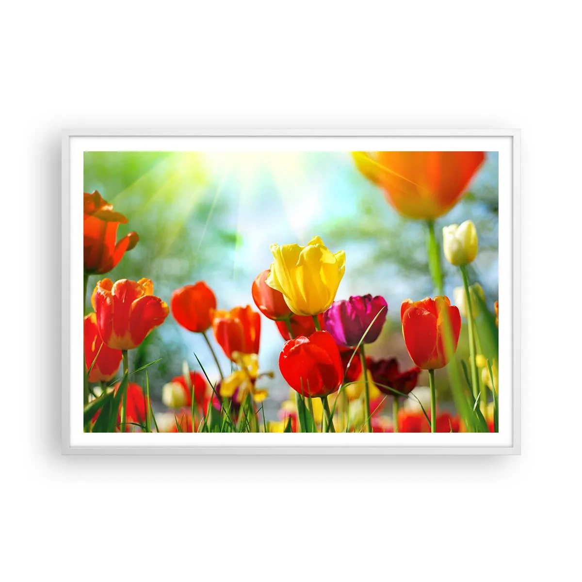 Poster in einem weißen Rahmen - Alle Farben der Sonne - 100x70 cm