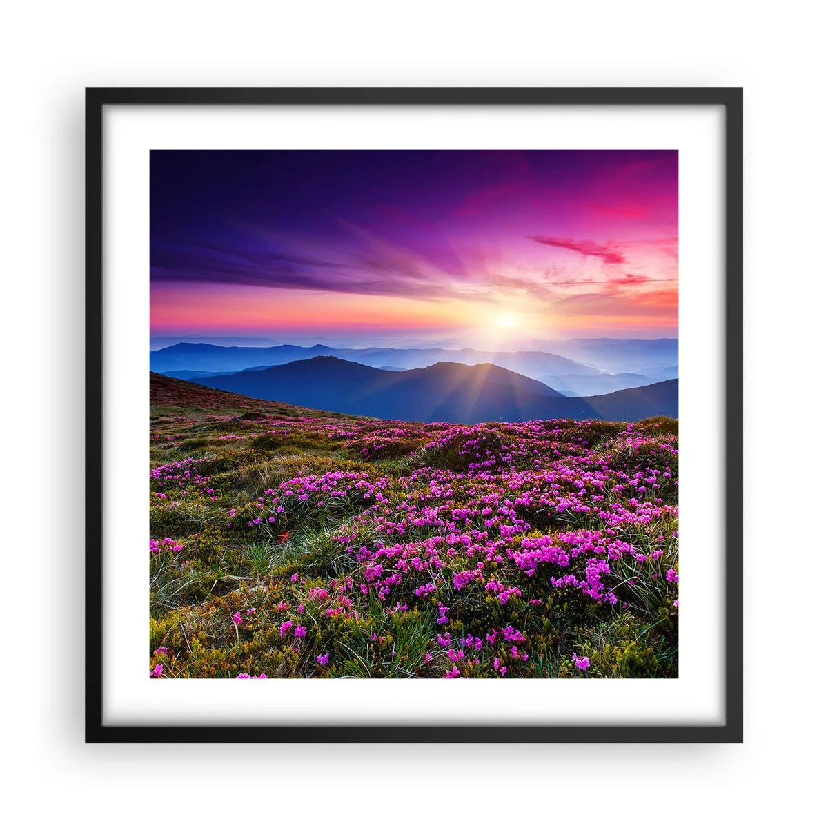 Poster in einem schwarzem Rahmen - Kräuter dufteten nach frischen Trauben von den Feldern - 50x50 cm