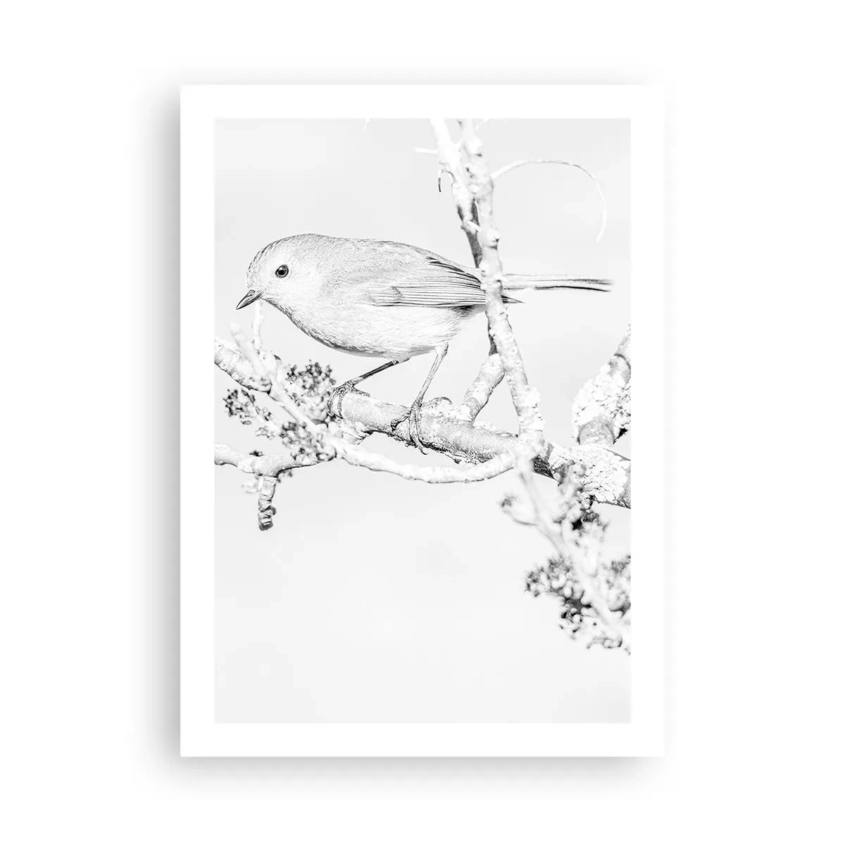 Poster - Schwarz-weiße Zeichnung eines Vogels auf einem Ast - 50x70cm - Wintermorgen - Moderne Wanddekoration für Wohnzimmer und Schlafzimmer ARTTOR