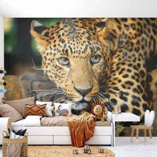 Maßgeschneiderte Fototapete Premium Sand - Keine Angst, komm mal her - Tiere, Panther, Wilde Katze