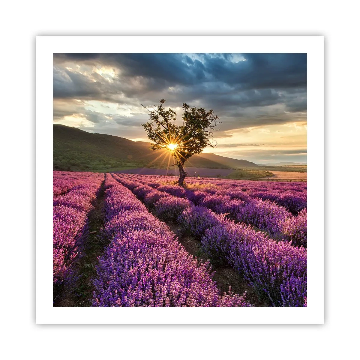 Poster - Fliederfarbenes Aroma - 60x60 cm