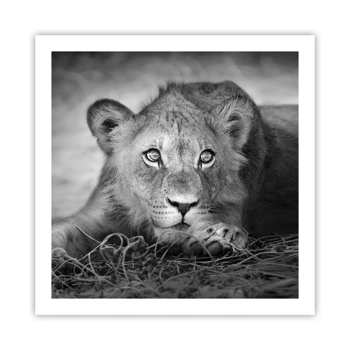 Poster - Königlicher Welpe - 60x60 cm