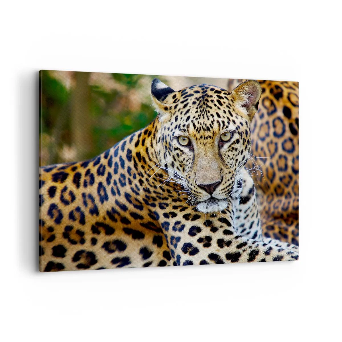 Bild auf Leinwand - Leinwandbild - Jaguar ruht in natürlicher Umgebung vor grünem Hintergrund. - 100x70cm - Wild und ruhig - Moderne Wanddekoration für Wohnzimmer und Schlafzimmer ARTTOR