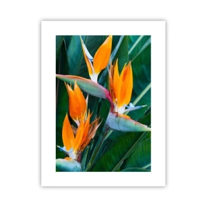 Poster - Ist es eine Blume oder ist es ein Vogel? - 30x40 cm