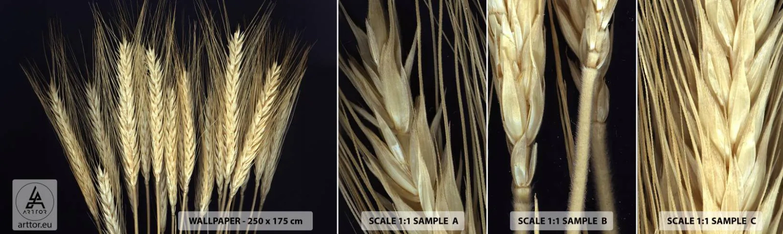 Fototapetenmuster Standard Eco - Rustikale Magie - Getreide, Pflanzen, Natur - 100x30 cm