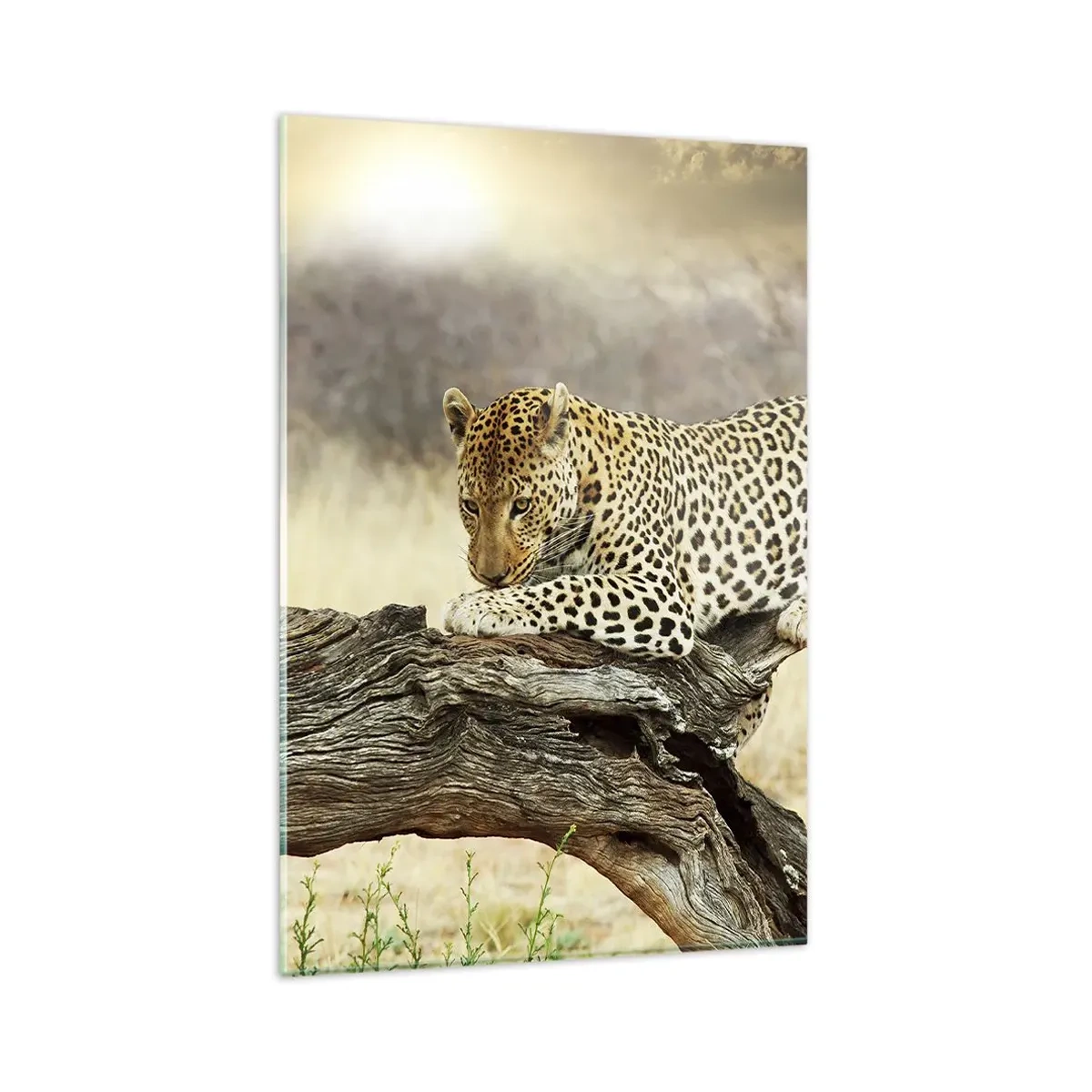 Glasbild - Bild auf glas - Ein Leopard ruht auf einem Baumstamm in der Savanne - 80x120cm - Ich gehe meine eigenen Wege - Moderne Wanddekoration für Wohnzimmer und Schlafzimmer ARTTOR