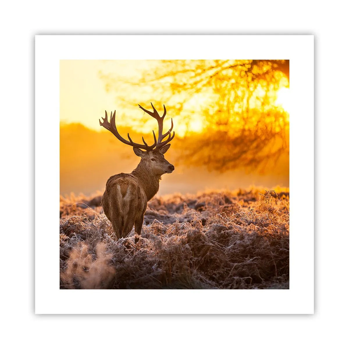 Poster - König des Herbstwaldes - 40x40 cm