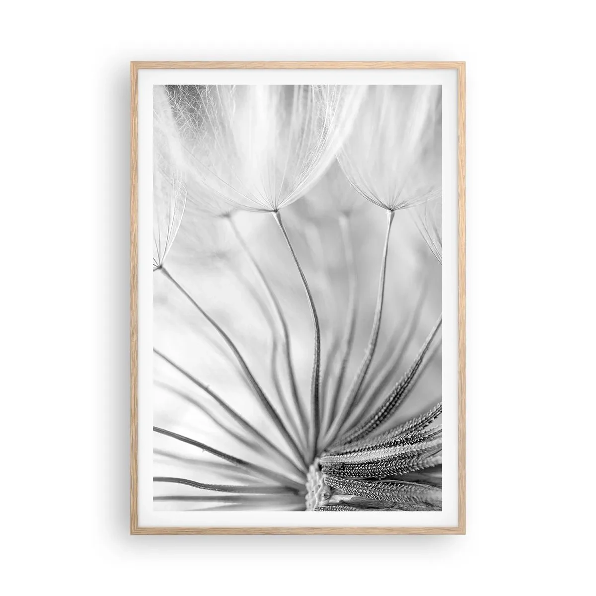 Poster in einem Rahmen aus heller Eiche - Löwenzahn, Drachen - 70x100 cm