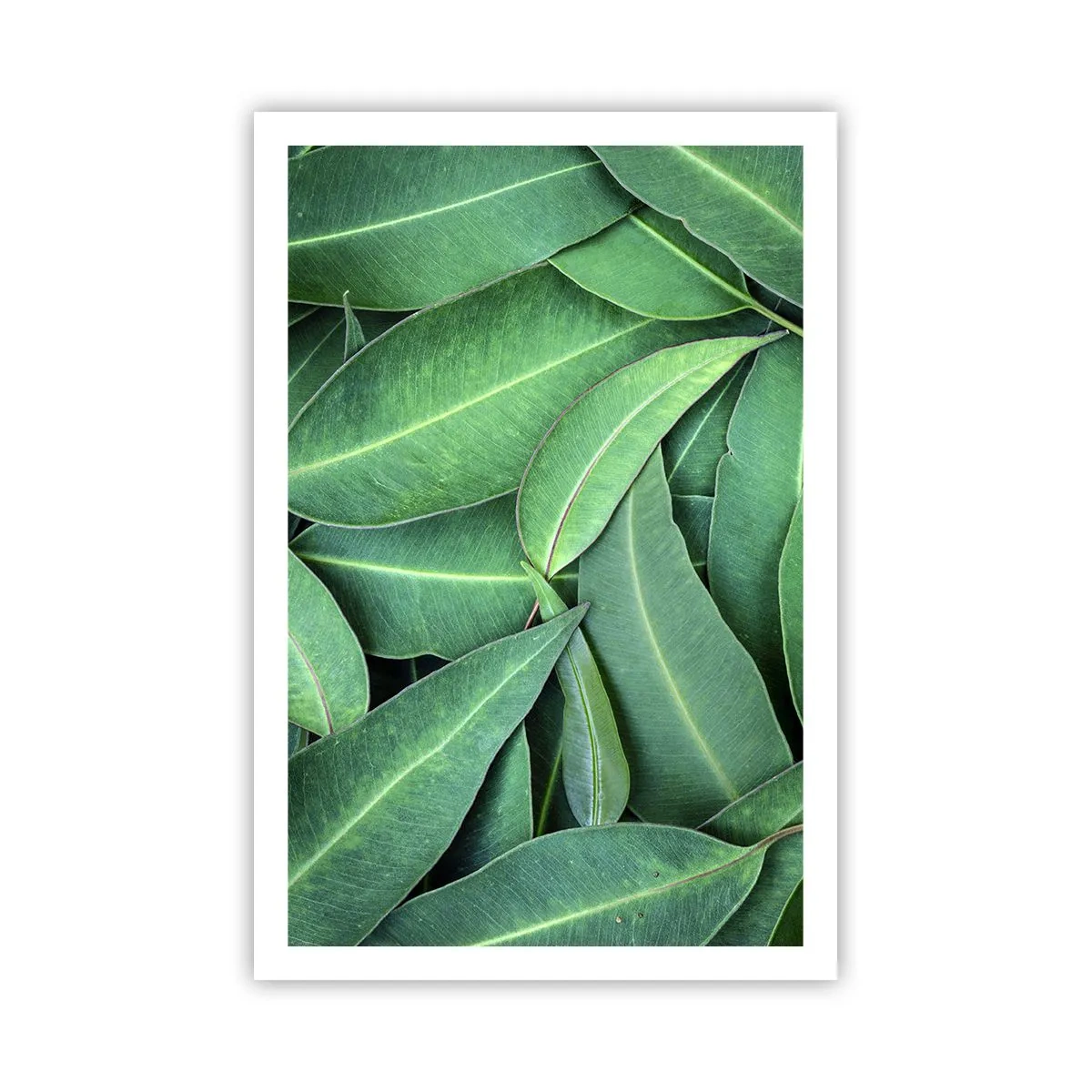 Poster - Saftig und frisch - 61x91 cm