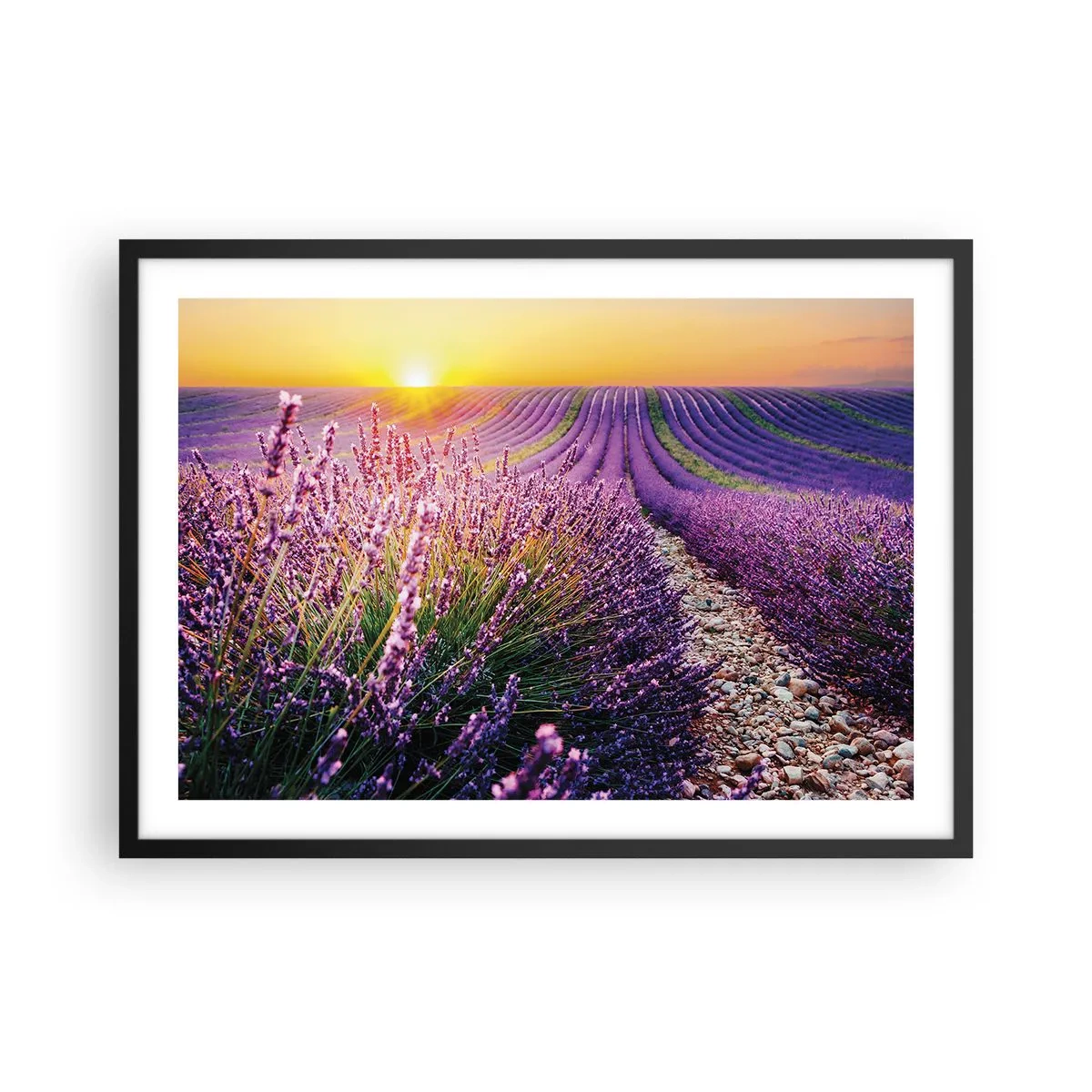 Poster in einem schwarzem Rahmen - Lavendelfeld bei Sonnenuntergang - 70x50cm - Duftende Kornfelder - Moderne Wanddekoration für Wohnzimmer und Schlafzimmer ARTTOR