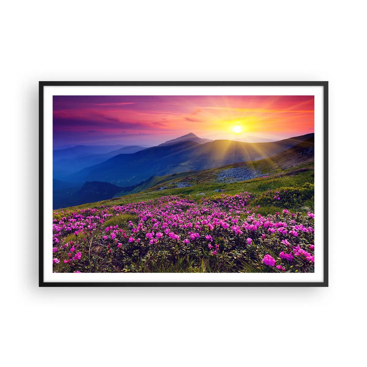 Poster in einem schwarzem Rahmen - Eine blühende Wiese mit Blick auf die Berge bei Sonnenuntergang - 100x70cm - … Und drumherum duftet es nach Latschenkiefer und dem Duft von Kräutern - Moderne Wanddekoration für Wohnzimmer und Schlafzimmer ARTTOR