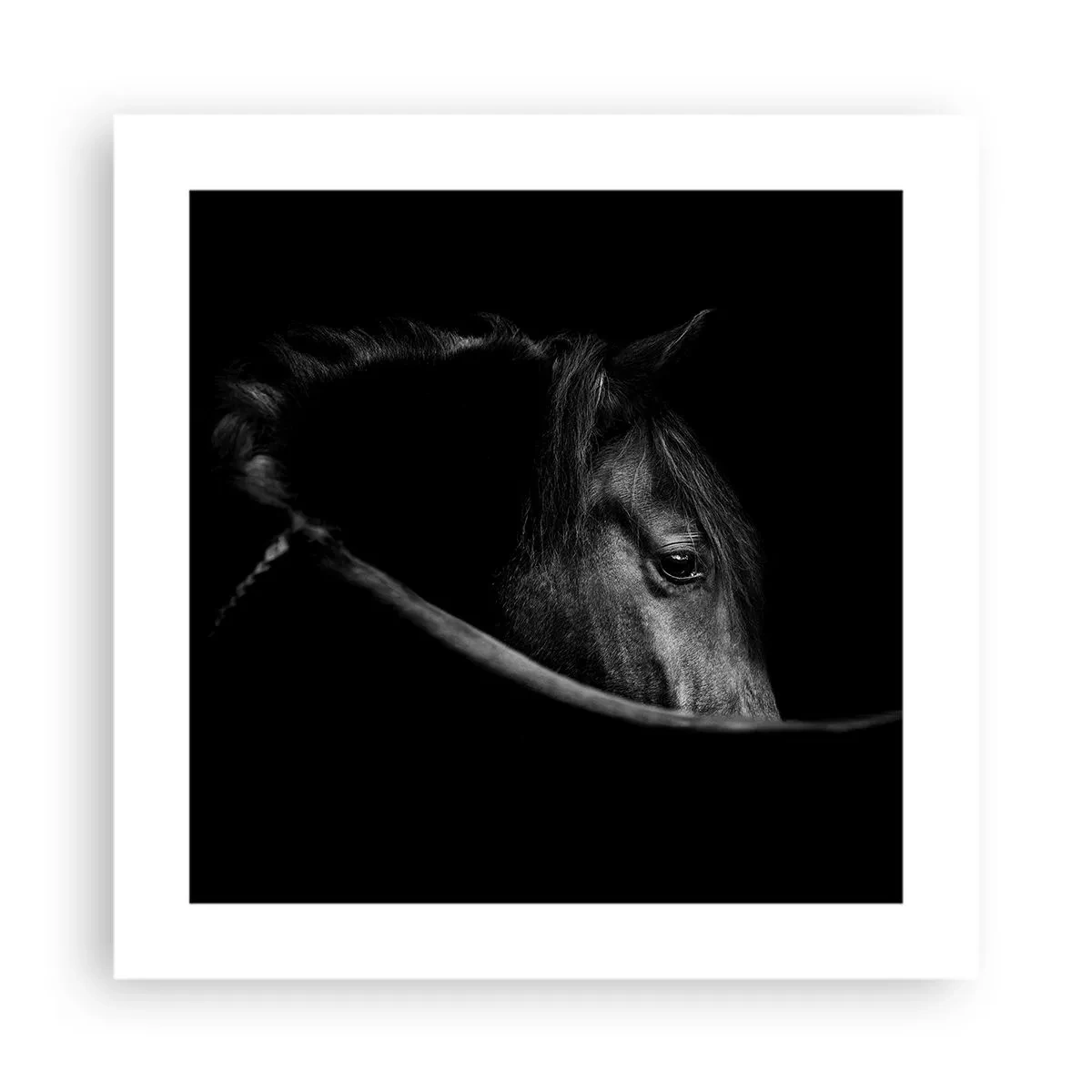 Poster - Schwarzer Prinz - 40x40 cm