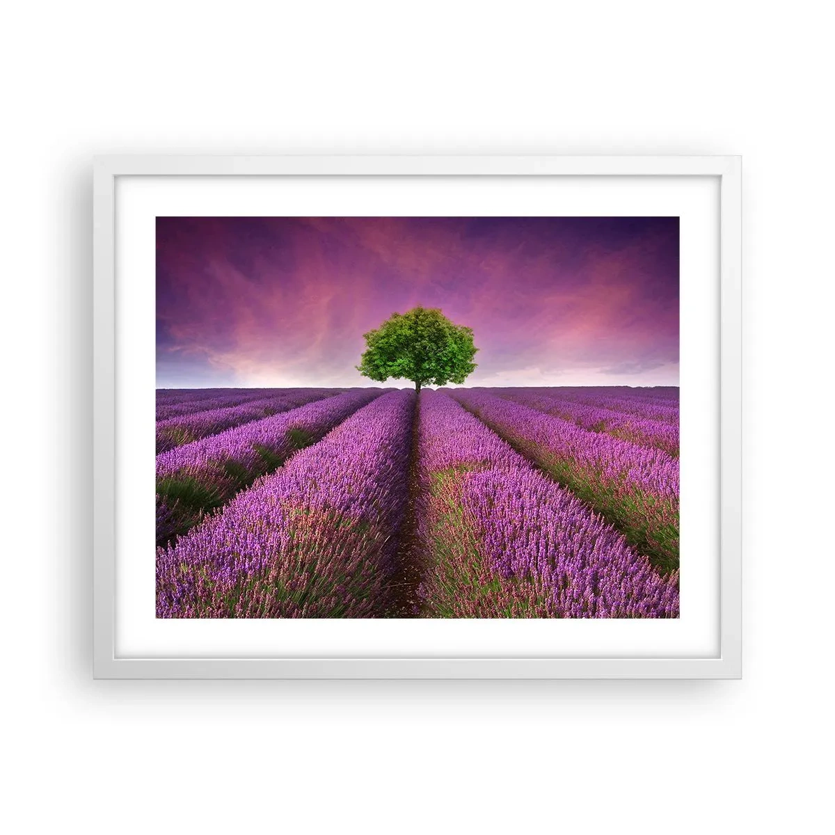 Poster in einem weißen Rahmen - Auf Lavendelfeldern - 50x40 cm