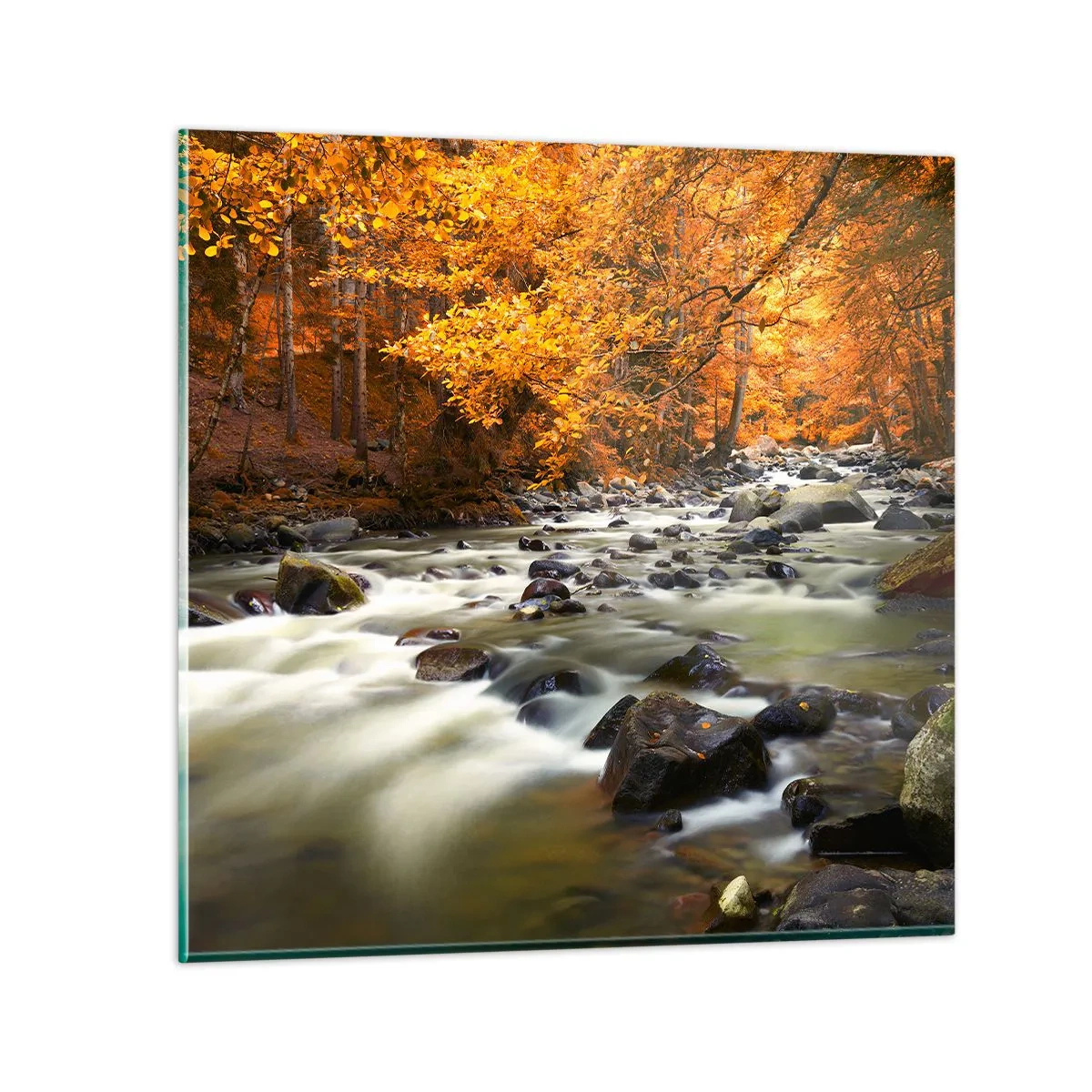Glasbild - Bild auf glas - Ein Bach in einem goldenen Wald - 60x60 cm