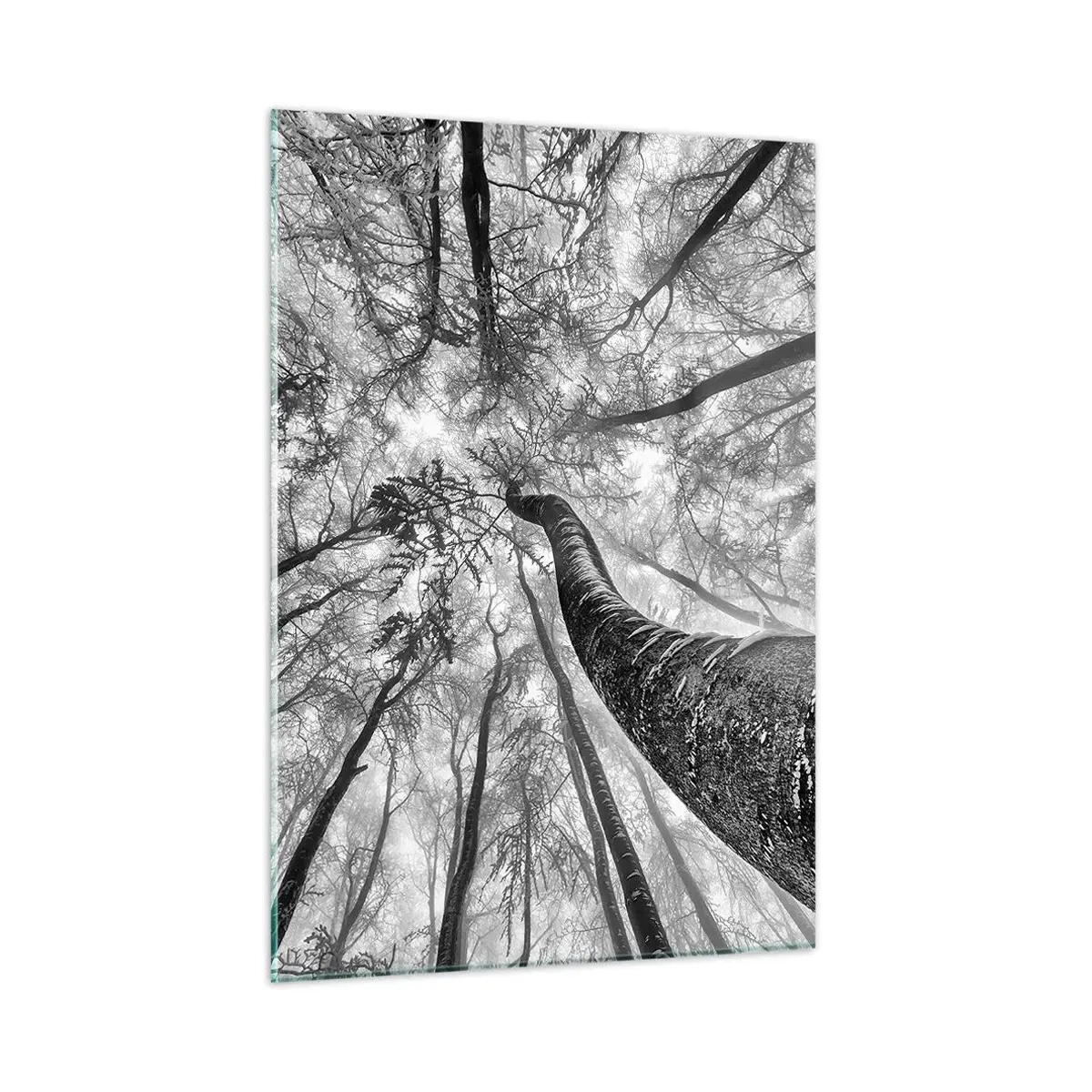 Glasbild - Bild auf glas - Schwarz-weiße Bäume, von unten in Richtung Himmel fotografiert - 50x70cm - Rennen zum Licht - Moderne Wanddekoration für Wohnzimmer und Schlafzimmer ARTTOR