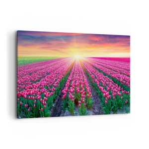 Bild auf Leinwand - Leinwandbild - Ein Tulpenfeld bei Sonnenuntergang - 100x70cm - Schönheitsfarm - Moderne Wanddekoration für Wohnzimmer und Schlafzimmer ARTTOR