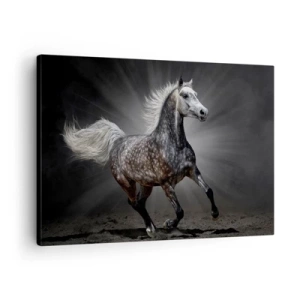 Bild auf Leinwand - Leinwandbild - Ein weißes Pferd galoppiert vor einem dunklen Hintergrund - 70x50cm - Grau ist schön - Moderne Wanddekoration für Wohnzimmer und Schlafzimmer ARTTOR