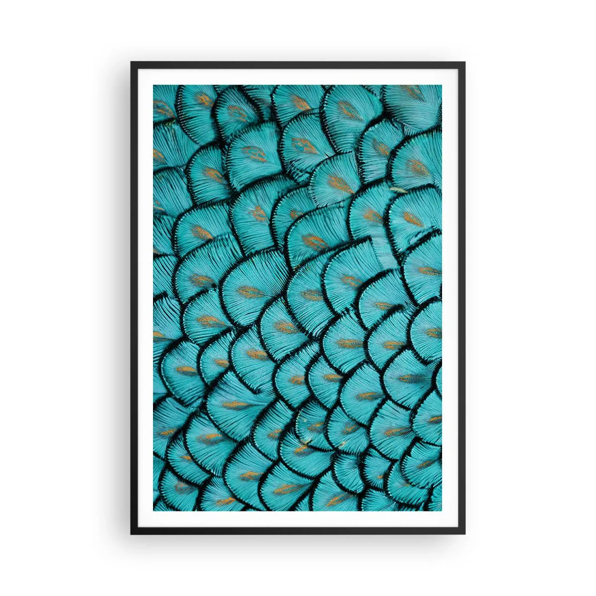 Poster in einem schwarzem Rahmen - Große Federgala - 70x100 cm