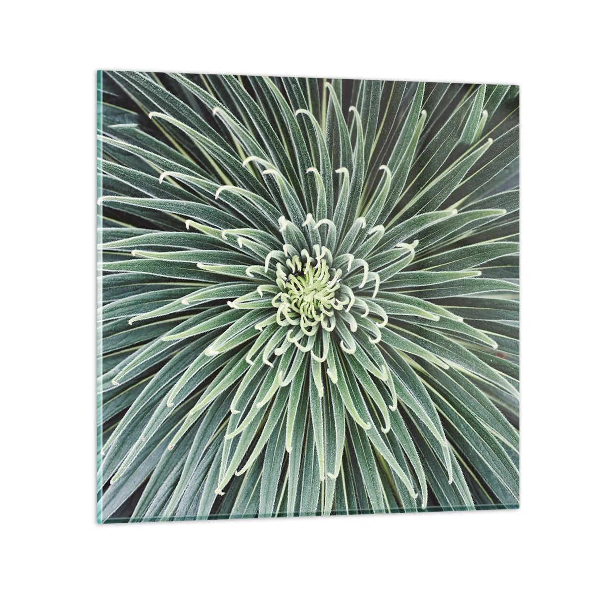 Glasbild - Bild auf glas - Ein Star ist geboren - 60x60 cm