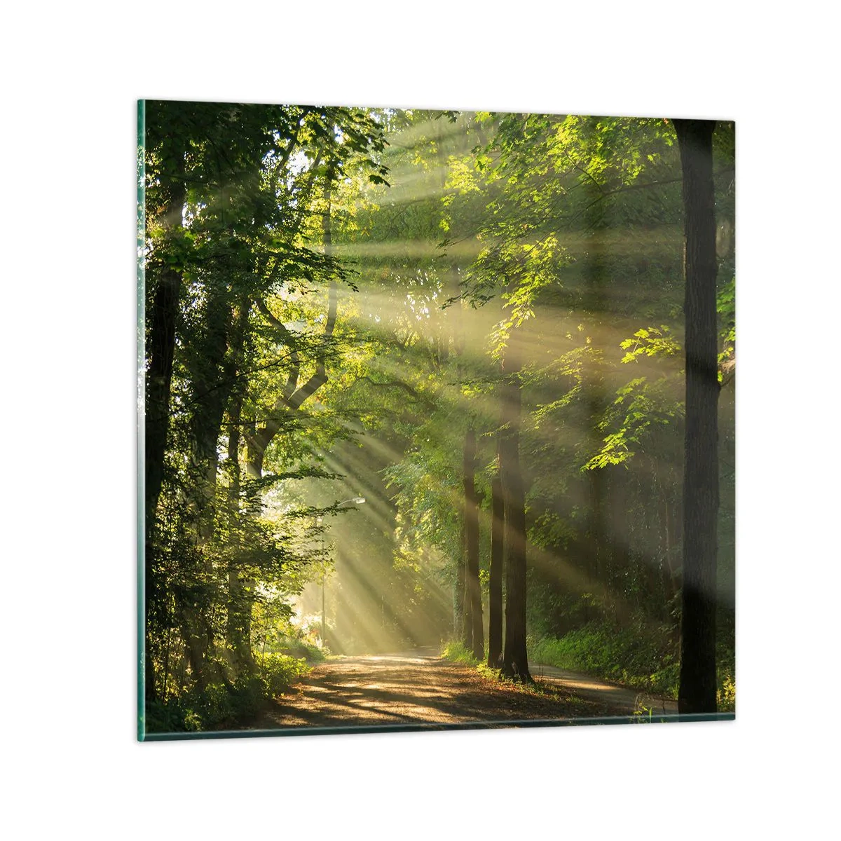 Glasbild - Bild auf glas - Waldmoment - 70x70 cm