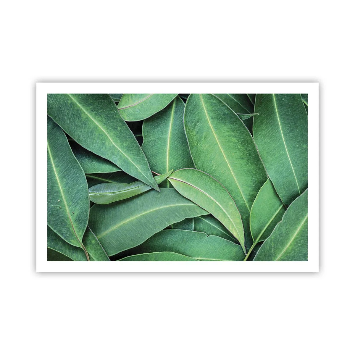 Poster - Saftig und frisch - 91x61 cm