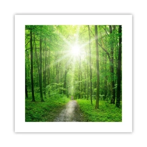 Poster - Die grüne Kathedrale - 40x40 cm