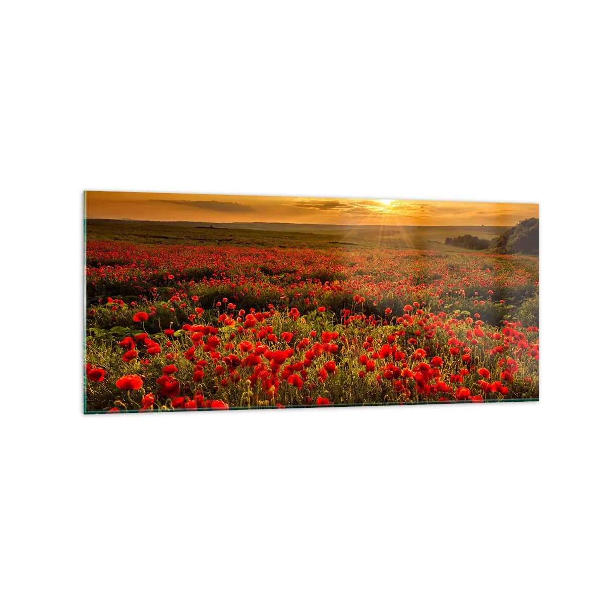 Glasbild - Bild auf glas - Ein Feld mit roten Mohnblumen im Schein der untergehenden Sonne - 120x50cm - Unter den Wellen raschelnder Wiesen, unter den Blumen der Flut - Moderne Wanddekoration für Wohnzimmer und Schlafzimmer ARTTOR