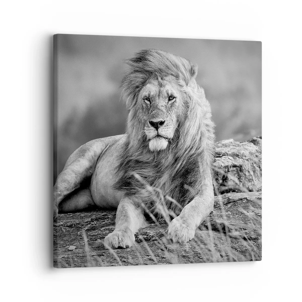 Bild auf Leinwand - Leinwandbild - Königliche Siesta - 30x30 cm