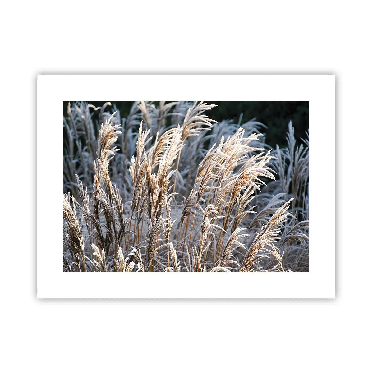 Poster - Gekleidet mit Frost - 40x30 cm