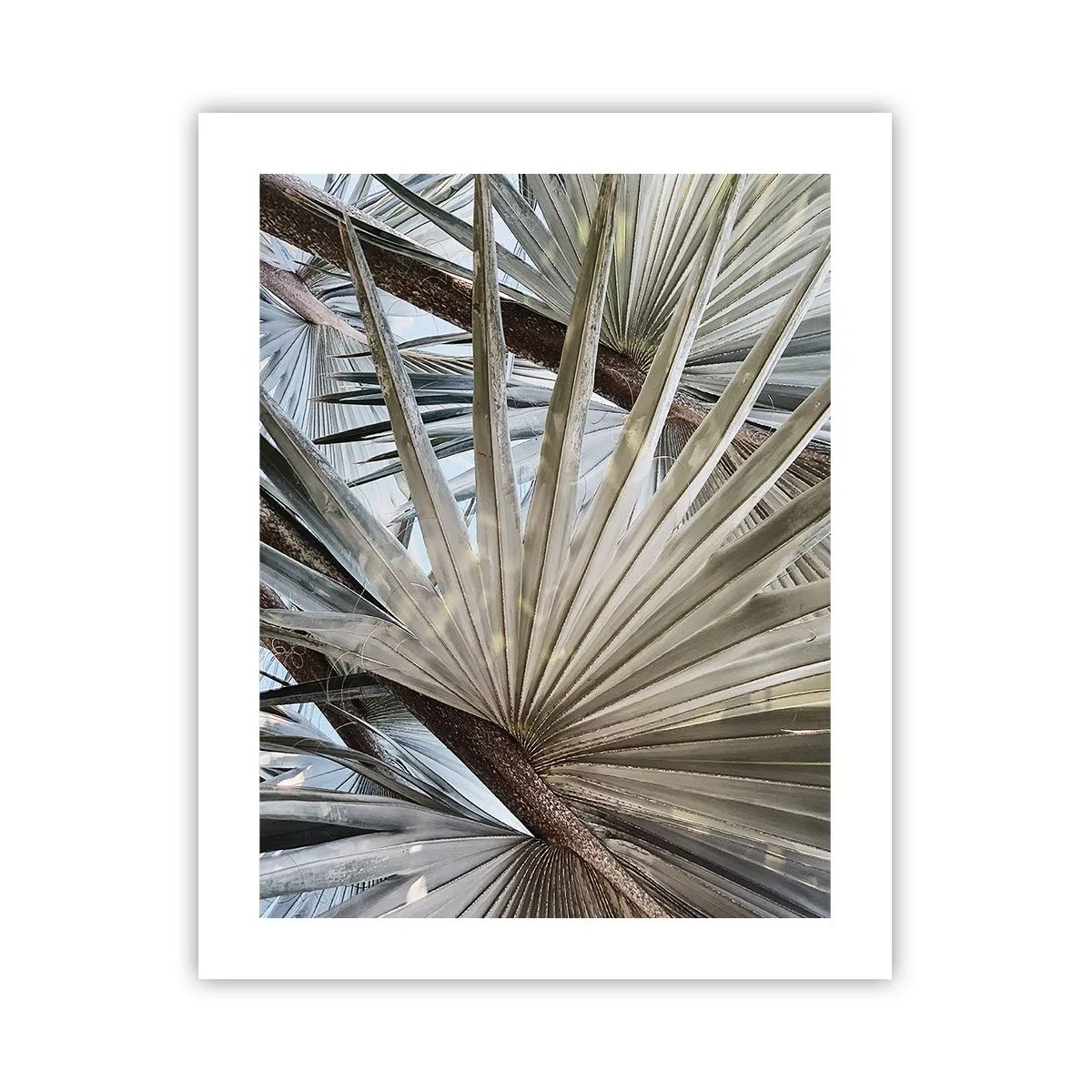 Poster - Fans in den Tropen - 40x50 cm