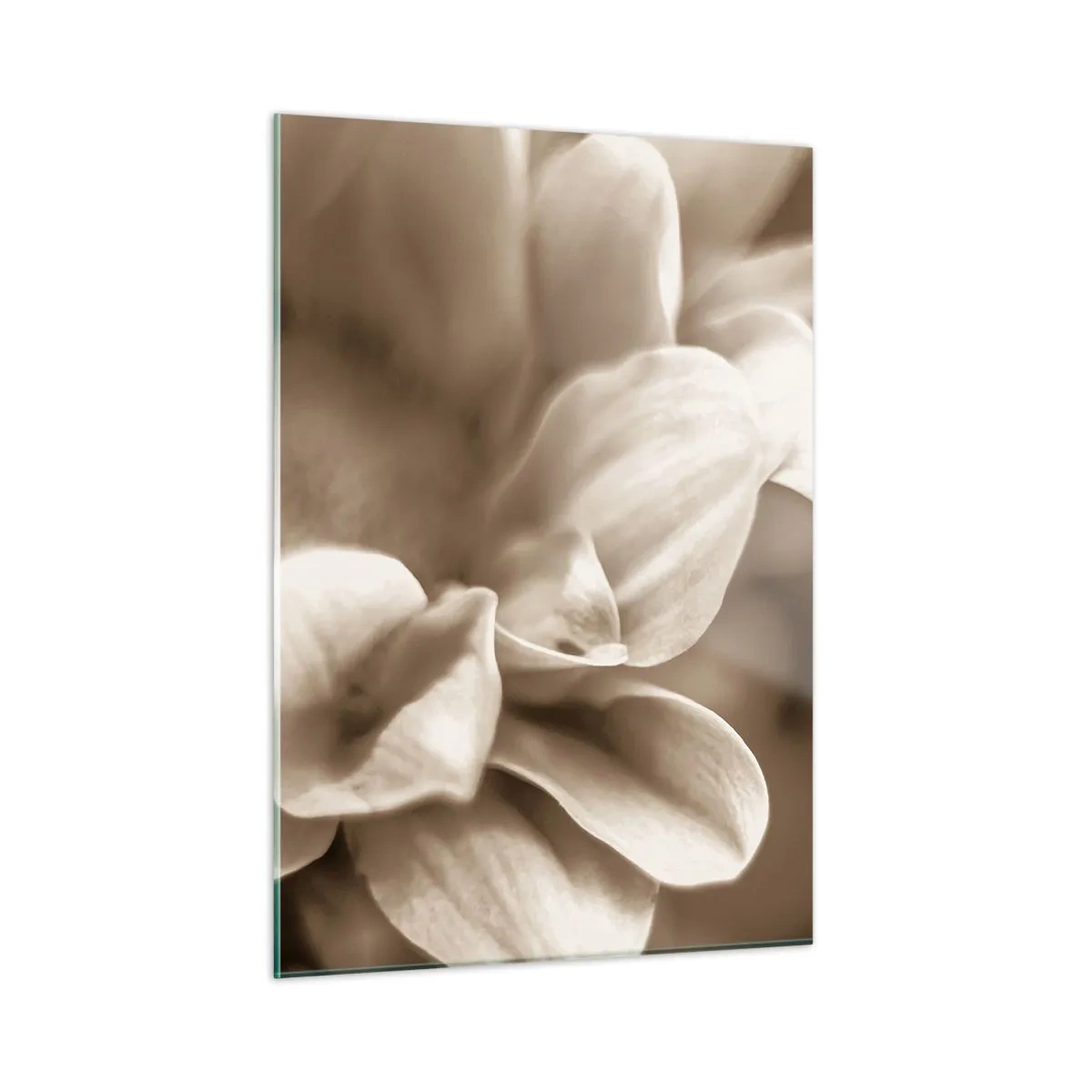 Glasbild - Bild auf glas - Makrofotografie von hellen Blütenblättern in Sepia - 50x70cm - So sanft wie ein Lächeln - Moderne Wanddekoration für Wohnzimmer und Schlafzimmer ARTTOR