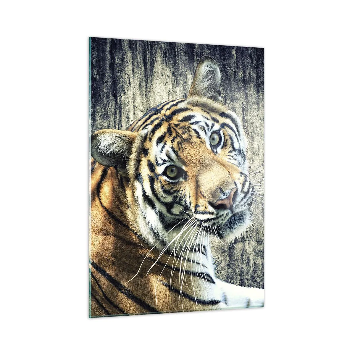 Glasbild - Bild auf glas - Ein Tiger in natürlicher Pose vor einer rohen Wand - 50x70cm - Portrait in Lichtstrahlen - Moderne Wanddekoration für Wohnzimmer und Schlafzimmer ARTTOR