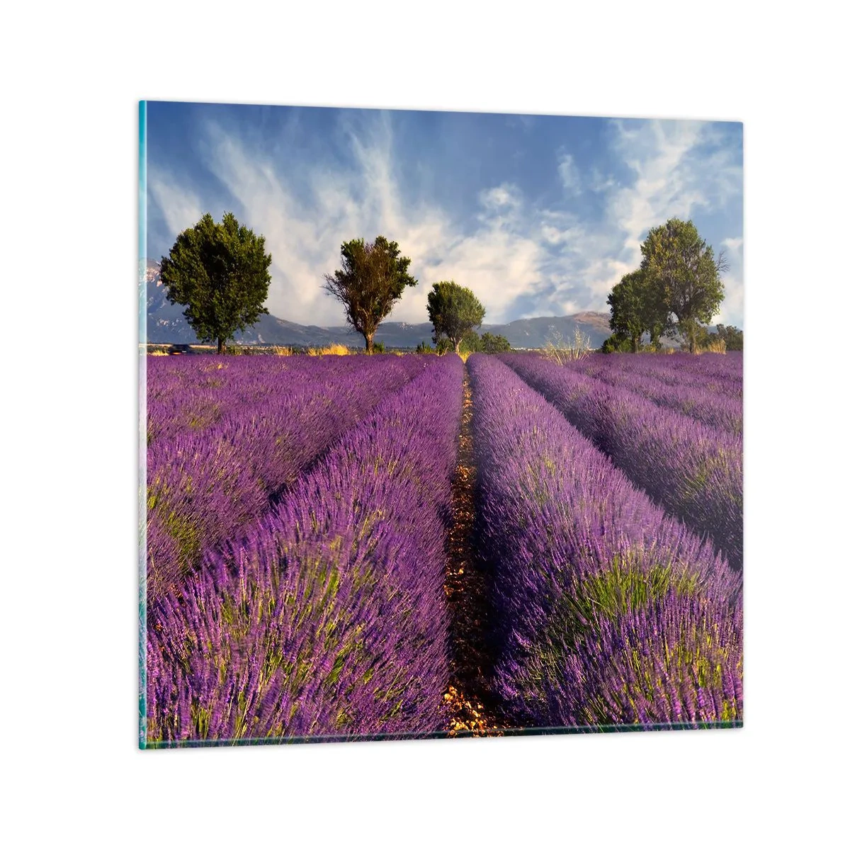 Glasbild - Bild auf glas - Lavendelfelder - 60x60 cm
