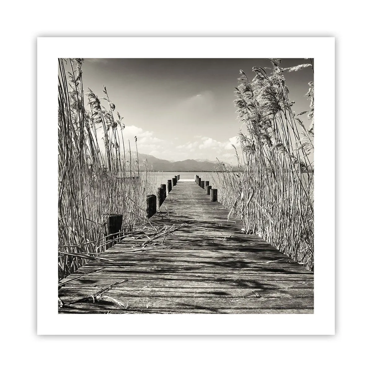 Poster - In der Stille des Grases - 50x50 cm