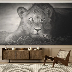 Fototapete Premium Canvas - Monochromes Porträt eines liegenden jungen Löwen - 100x70cm - Königlicher Welpe - Moderne Wanddekoration für Wohnzimmer und Schlafzimmer ARTTOR