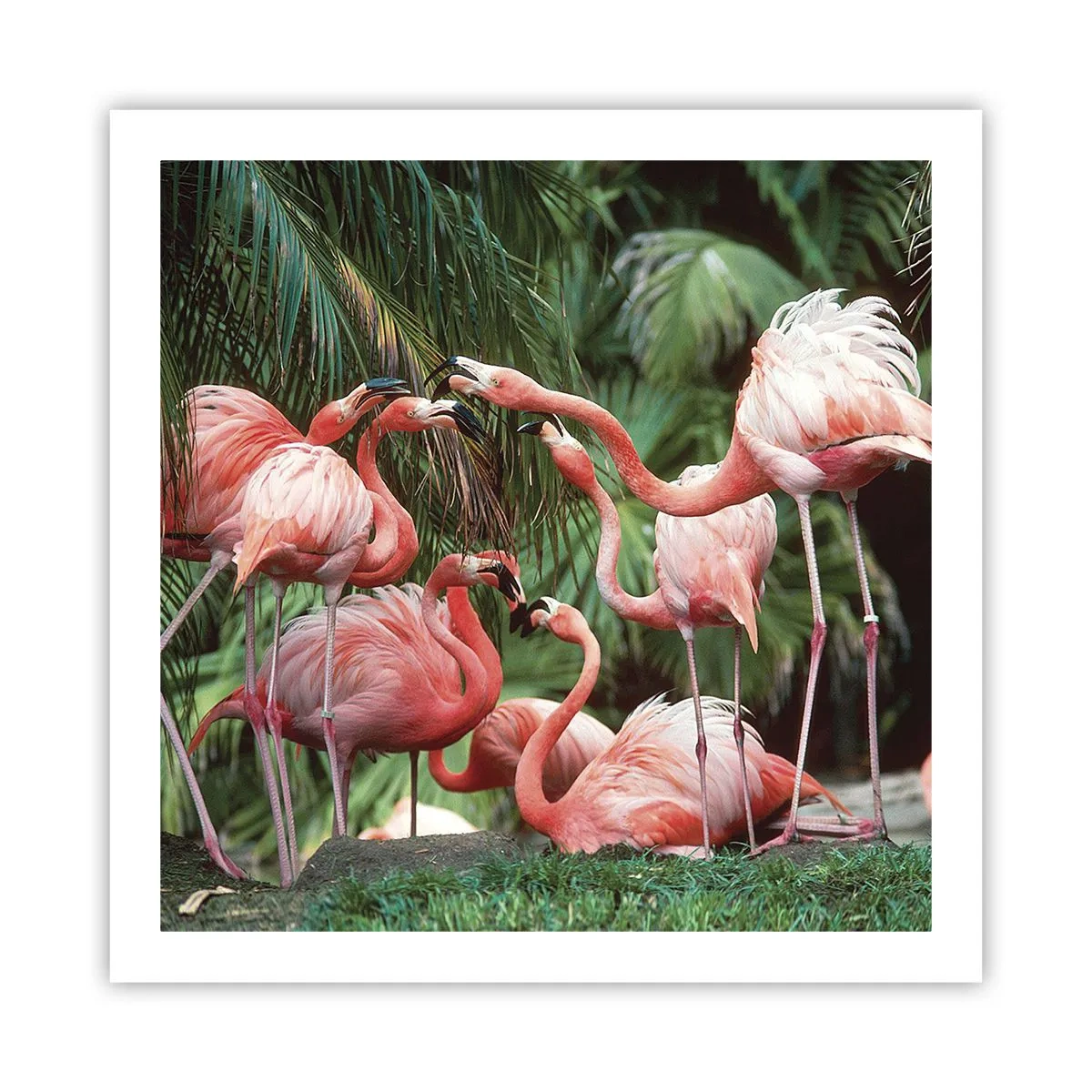 Poster - Nachmittagsklatsch - 60x60 cm