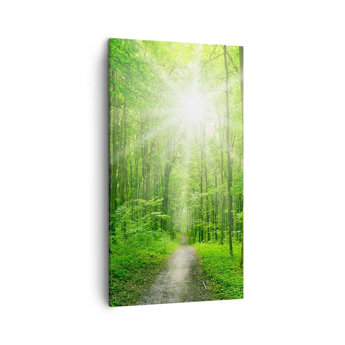 Bild auf Leinwand - Leinwandbild - Die grüne Kathedrale - 45x80 cm