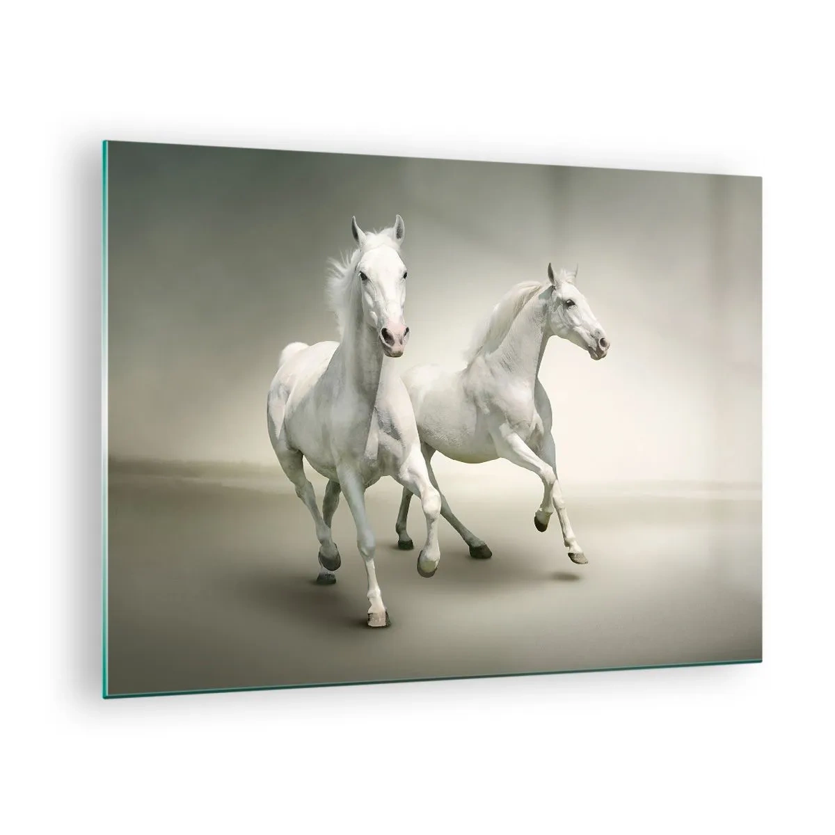 Glasbild - Bild auf glas - Zwei weiße Pferde laufen vor hellem Hintergrund - 70x50cm - Weiße Macht! - Moderne Wanddekoration für Wohnzimmer und Schlafzimmer ARTTOR