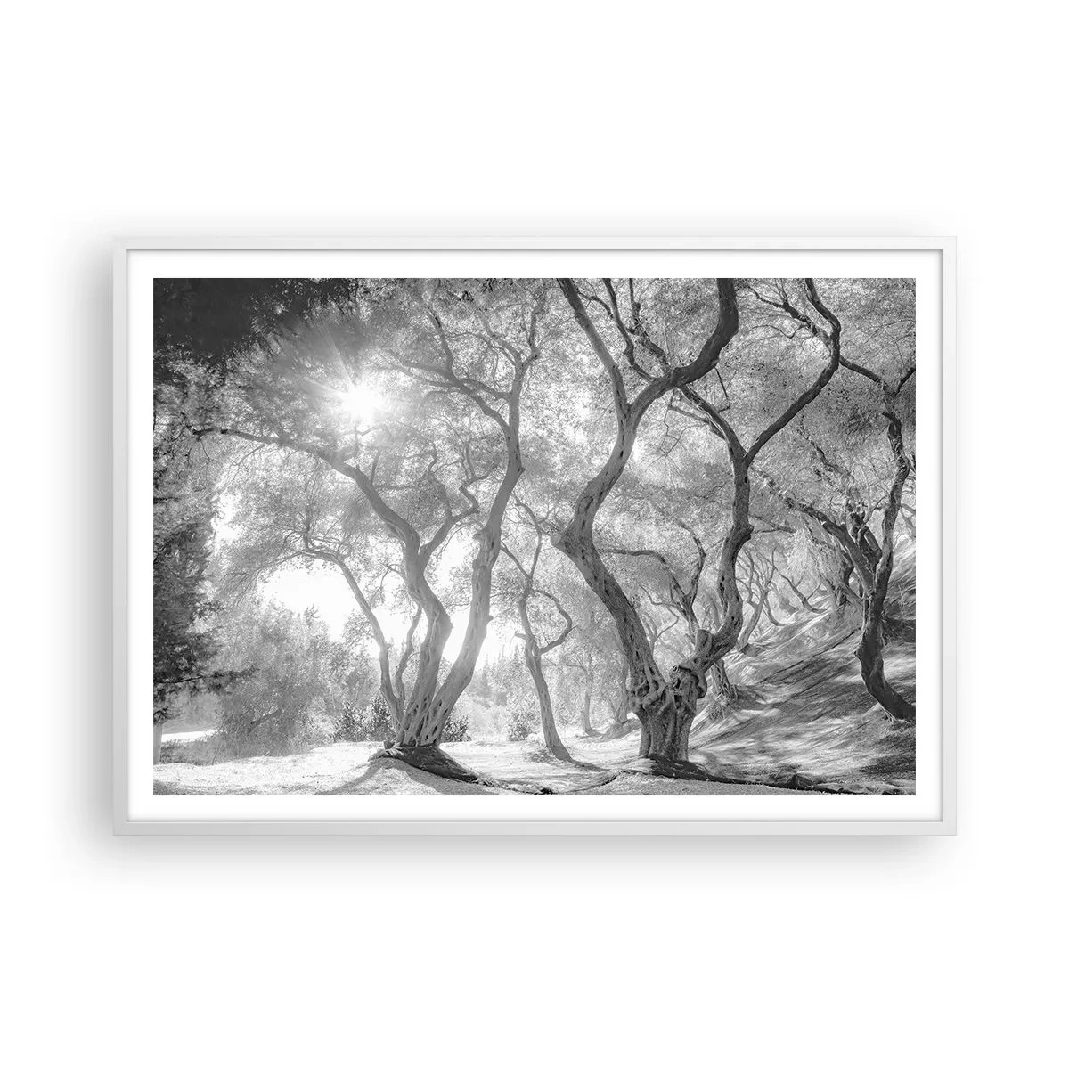 Poster in einem weißen Rahmen - Im Olivenhain - 100x70 cm