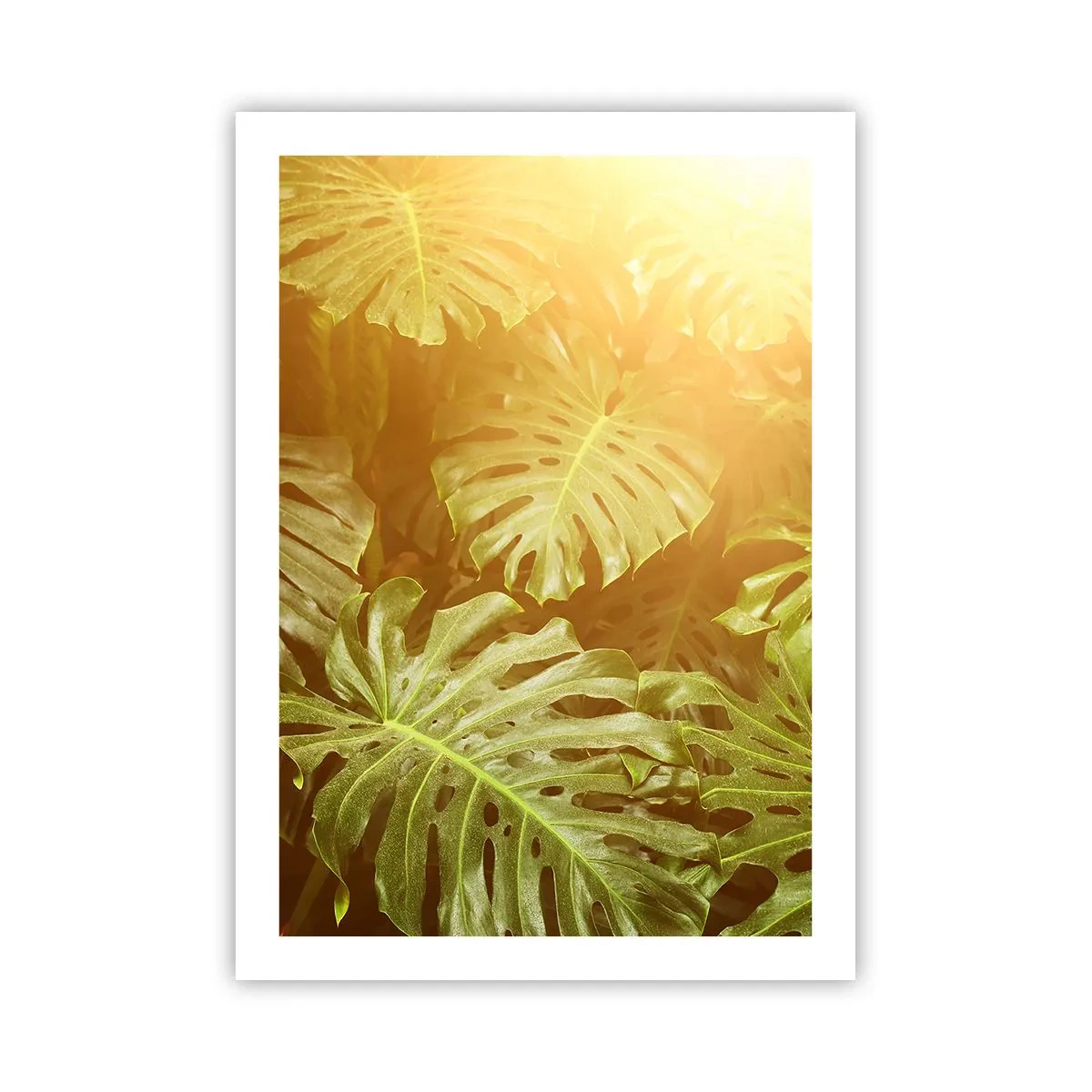 Poster - Monstera-Blätter in den Sonnenstrahlen schaffen eine tropische Atmosphäre - 50x70cm - Ins Grüne tretren... - Moderne Wanddekoration für Wohnzimmer und Schlafzimmer ARTTOR