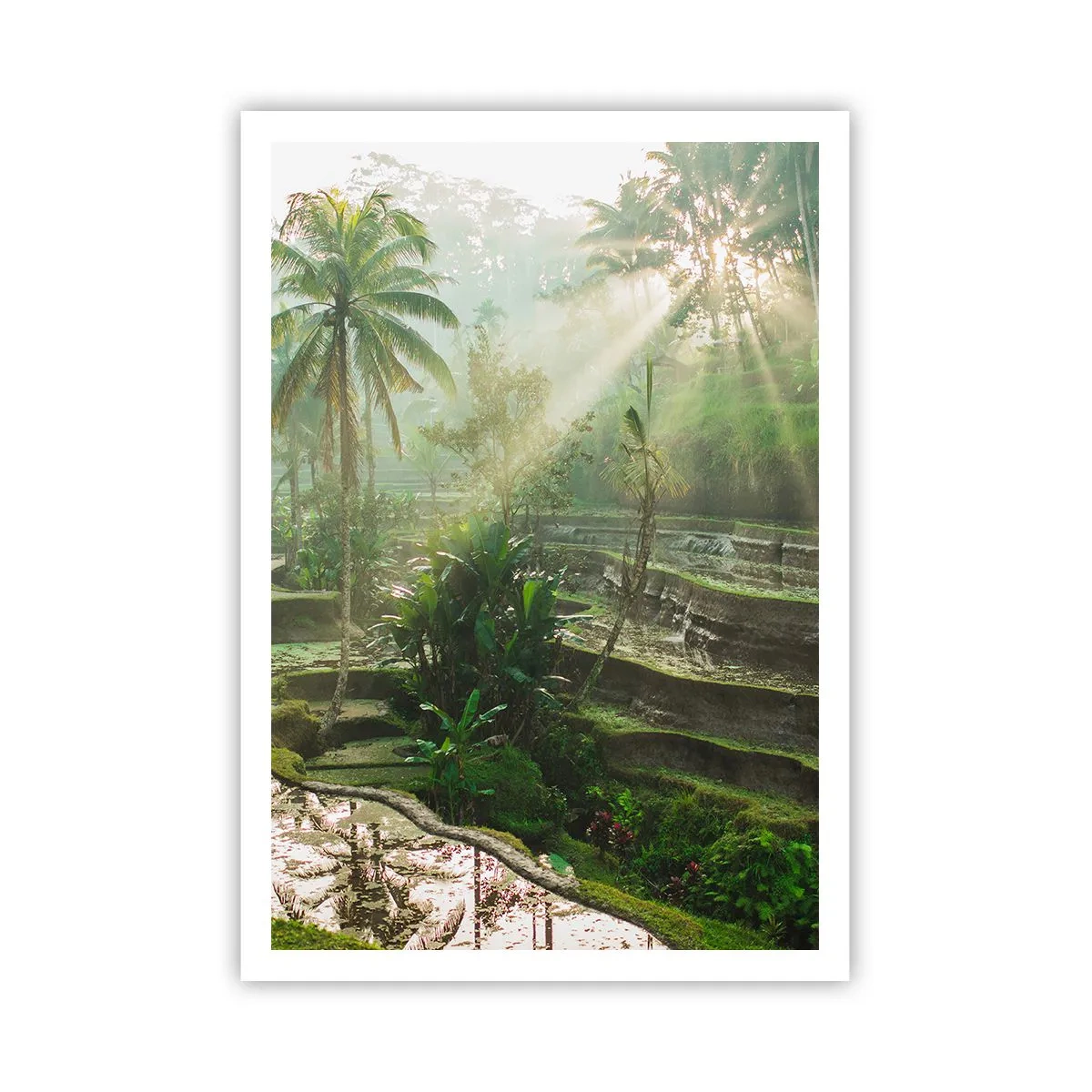 Poster - In der Sonne aufwachsen - 70x100 cm