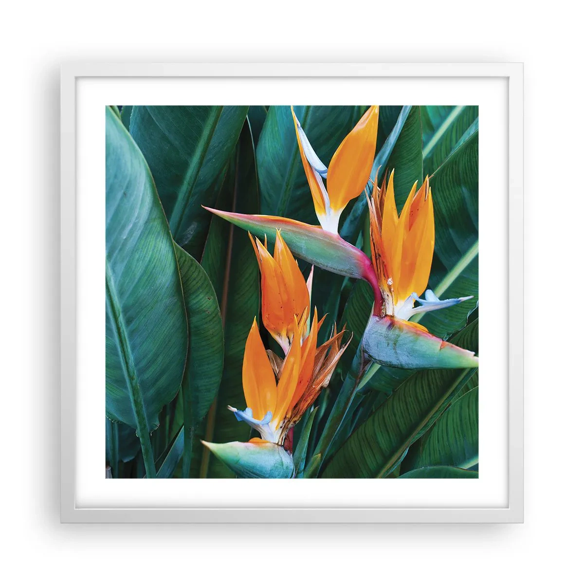 Poster in einem weißen Rahmen - Ist es eine Blume oder ist es ein Vogel? - 50x50 cm