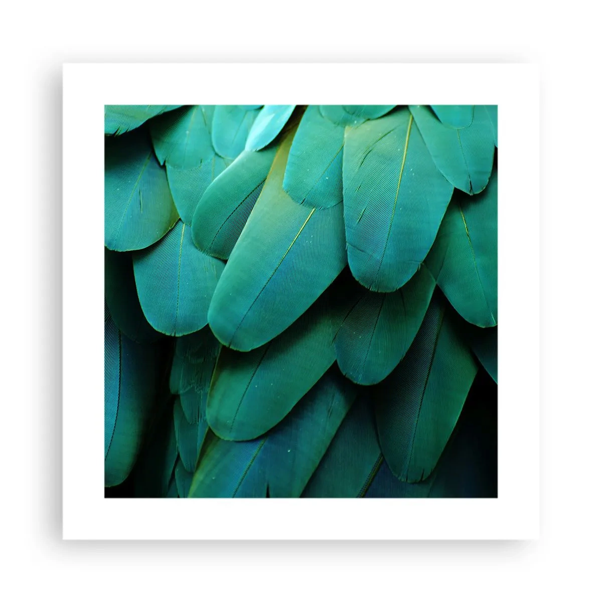 Poster - Papageienartige Präzision - 40x40 cm