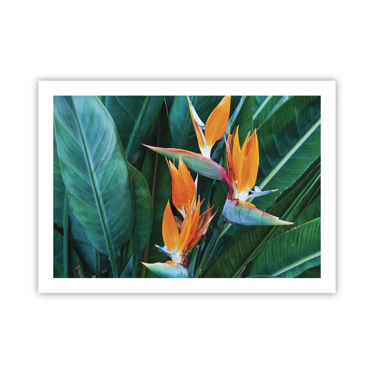 Poster - Ist es eine Blume oder ist es ein Vogel? - 70x50 cm