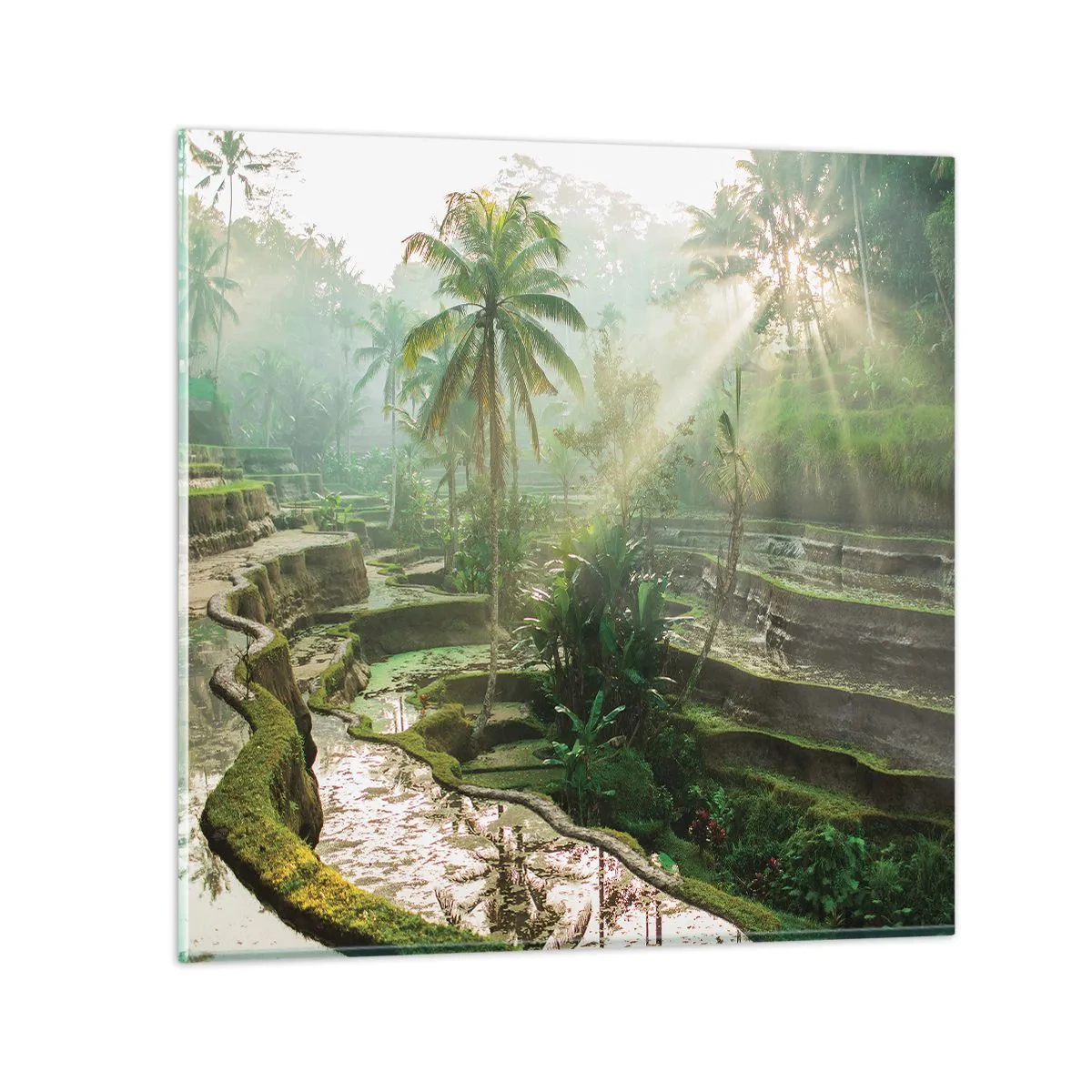 Glasbild - Bild auf glas - In der Sonne aufwachsen - 70x70 cm