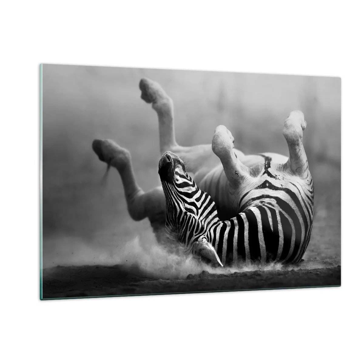 Glasbild - Bild auf glas - Ein liegendes Zebra in der afrikanischen Savanne - 120x80cm - Nicht nur das Pferd würde lachen - Moderne Wanddekoration für Wohnzimmer und Schlafzimmer ARTTOR