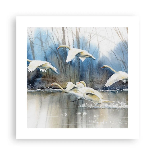 Poster - Wie im Märchen von den wilden Schwänen - 40x40 cm